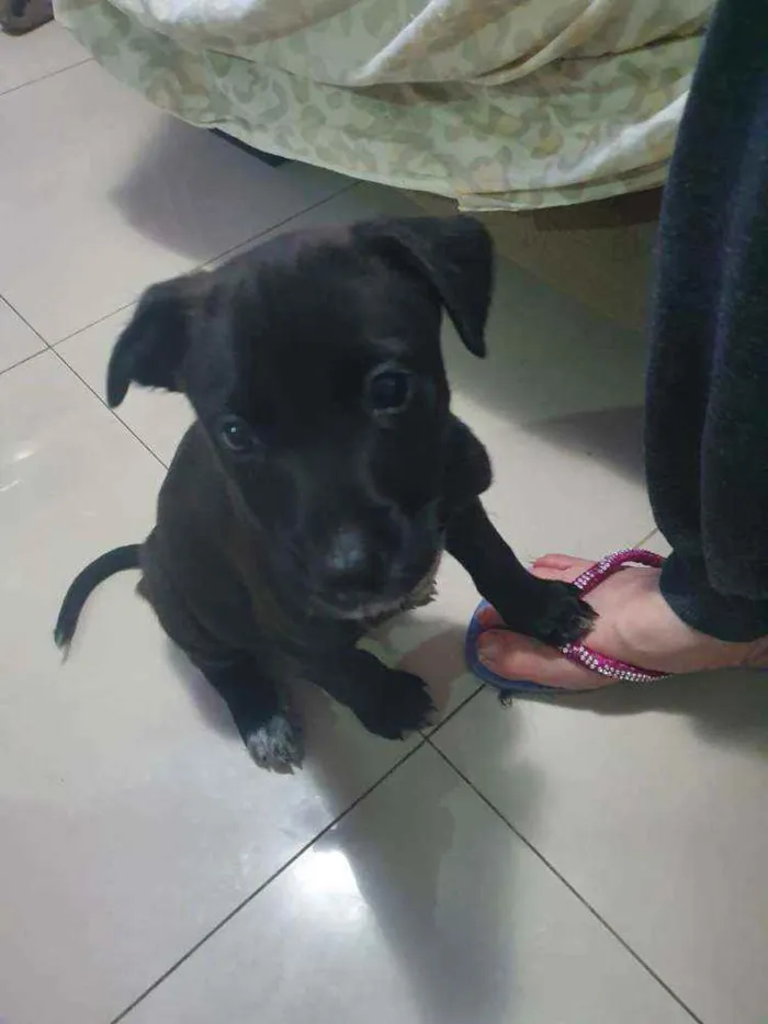 Cachorro raça Srd idade Abaixo de 2 meses nome Noah