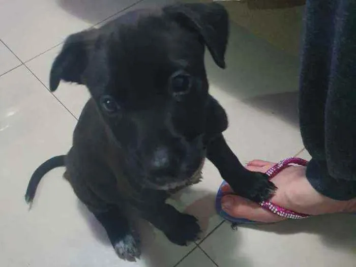 Cachorro raça Srd idade Abaixo de 2 meses nome Noah