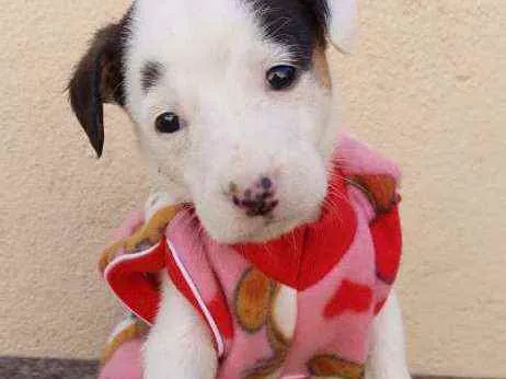 Cachorro raça Srd idade Abaixo de 2 meses nome Virginia 