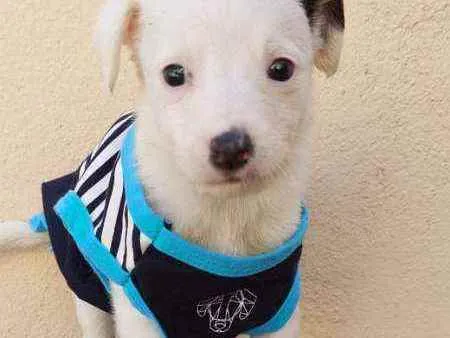 Cachorro raça Srd idade Abaixo de 2 meses nome Samuka