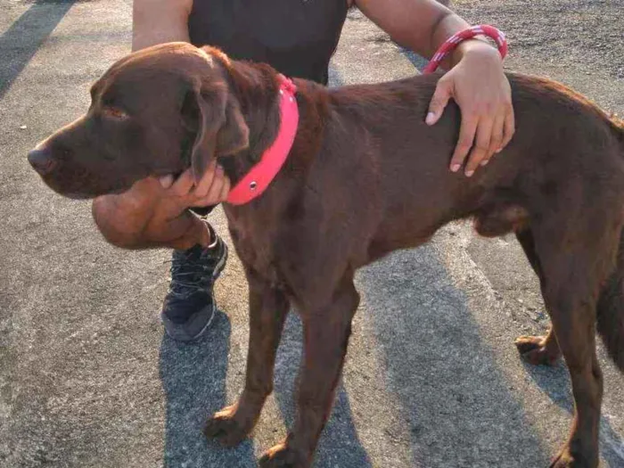 Cachorro ra a Labrador idade 3 anos nome Apollo