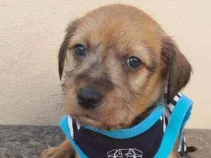 Cachorro raça Srd idade Abaixo de 2 meses nome Aventureiro