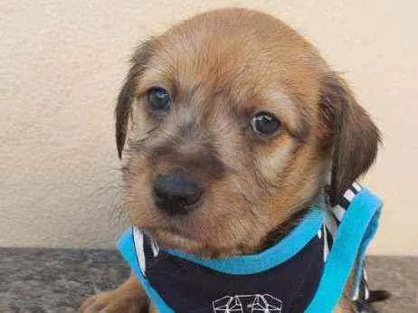 Cachorro raça Srd idade Abaixo de 2 meses nome Aventureiro