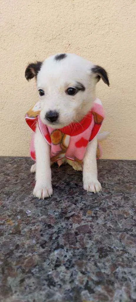 Cachorro raça Srd idade Abaixo de 2 meses nome Manuella