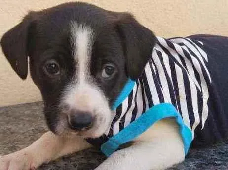 Cachorro raça Srd idade Abaixo de 2 meses nome Apego