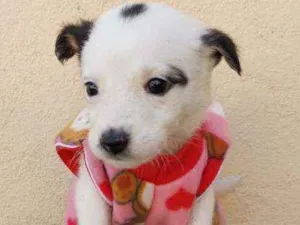 Cachorro raça Srd idade Abaixo de 2 meses nome Manuella