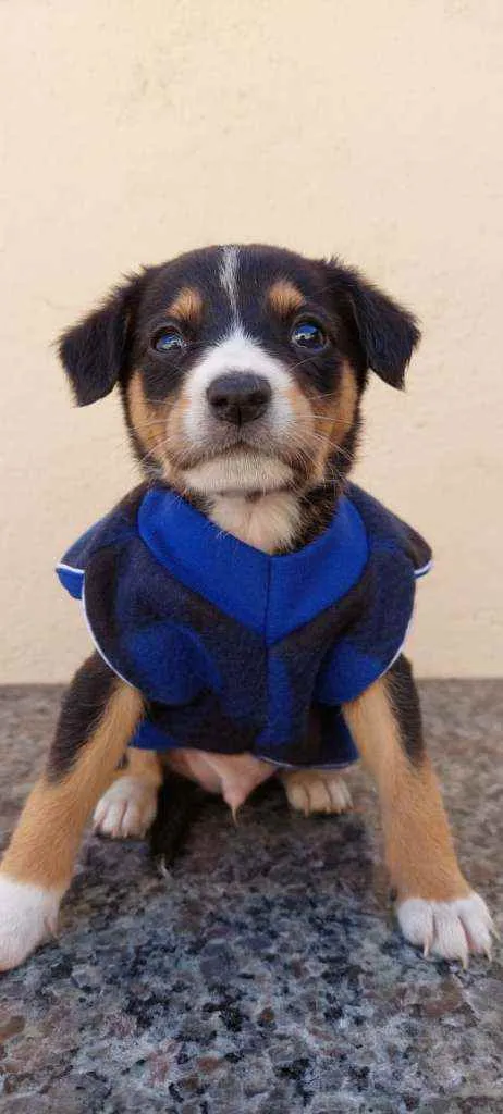 Cachorro raça Srd idade Abaixo de 2 meses nome Felipe 