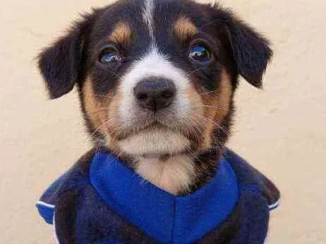 Cachorro raça Srd idade Abaixo de 2 meses nome Felipe 