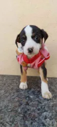 Cachorro raça Srd idade Abaixo de 2 meses nome Camila