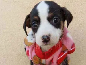 Cachorro raça Srd idade Abaixo de 2 meses nome Camila