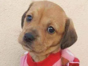 Cachorro raça Srd idade Abaixo de 2 meses nome Amor