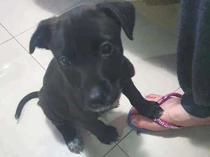 Cachorro raça Srd idade Abaixo de 2 meses nome Noah