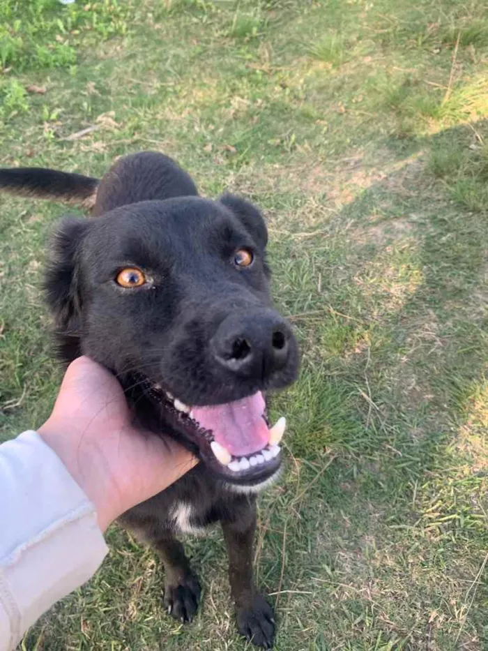 Cachorro ra a Sem raça definida  idade 1 ano nome Whisky