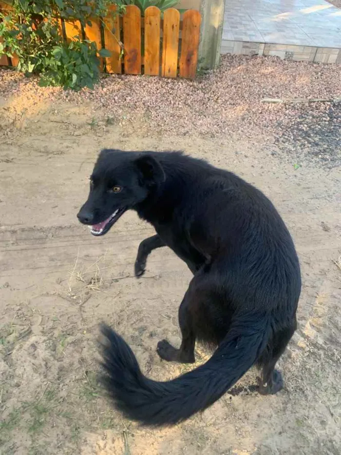 Cachorro ra a Sem raça definida  idade 1 ano nome Whisky