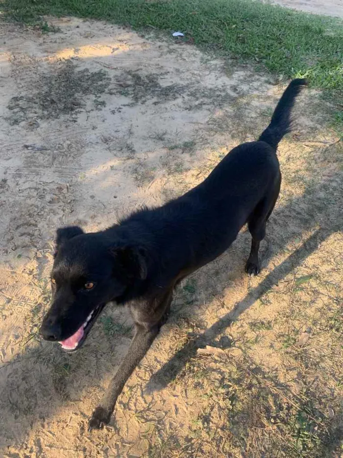 Cachorro ra a Sem raça definida  idade 1 ano nome Whisky