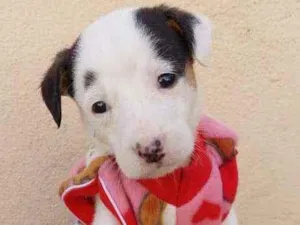 Cachorro raça Srd idade Abaixo de 2 meses nome Virginia 