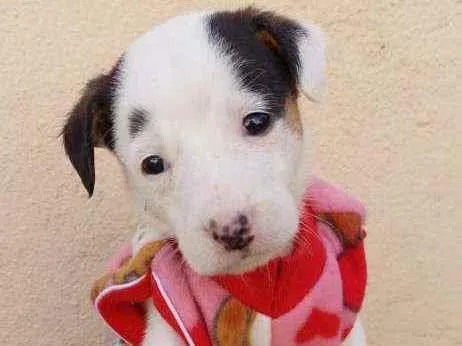 Cachorro raça Srd idade Abaixo de 2 meses nome Virginia 