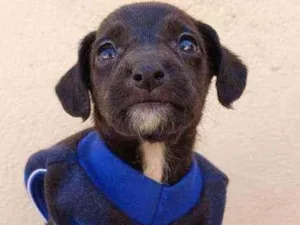 Cachorro raça Srd idade Abaixo de 2 meses nome Enzo