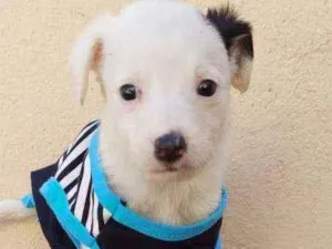 Cachorro raça Srd idade Abaixo de 2 meses nome Samuka