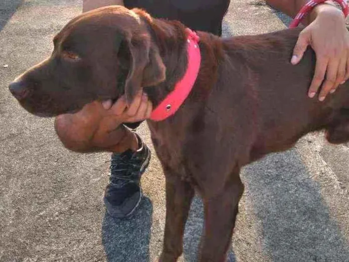 Cachorro ra a Labrador idade 3 anos nome Apollo