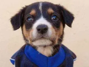 Cachorro raça Srd idade Abaixo de 2 meses nome Felipe 