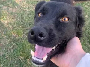 Cachorro raça Sem raça definida  idade 1 ano nome Whisky