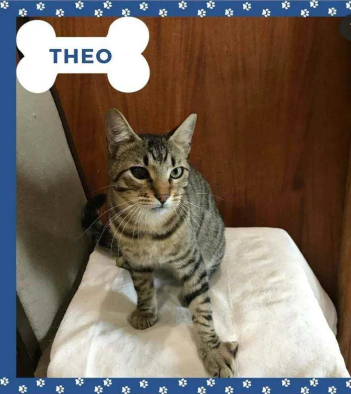 Gato ra a SRD idade 7 a 11 meses nome Theo