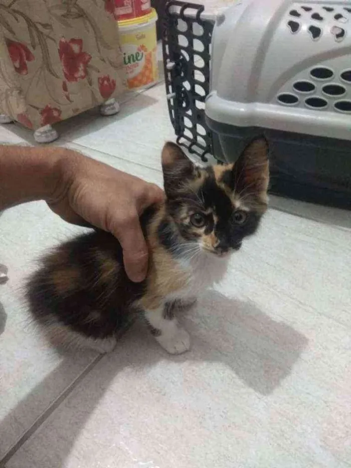 Gato raça SRD idade Abaixo de 2 meses nome Colorida