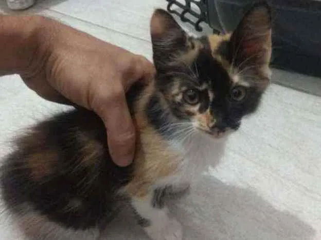 Gato raça SRD idade Abaixo de 2 meses nome Colorida