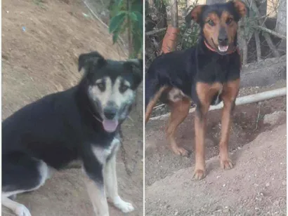 Cachorro raça Pastor cm policial idade 2 anos nome Pitoko.urso