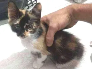 Gato raça SRD idade Abaixo de 2 meses nome Colorida