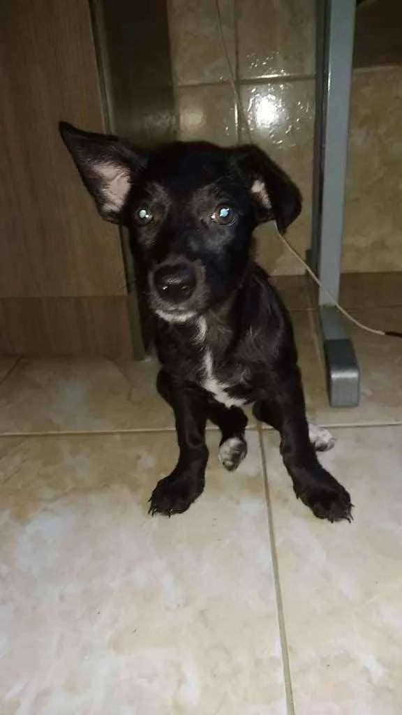 Cachorro raça sem raça definida idade 2 a 6 meses nome sem nome ainda