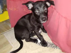 Cachorro raça sem raça definida idade 2 a 6 meses nome sem nome ainda