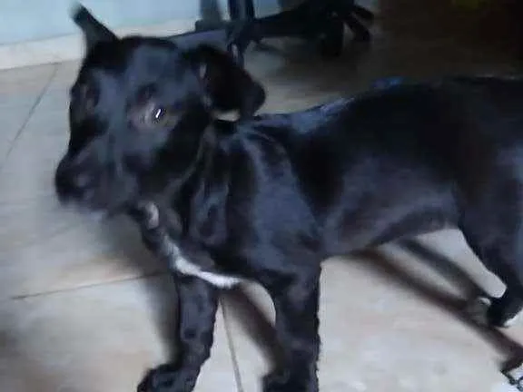 Cachorro raça sem raça definida idade 2 a 6 meses nome sem nome ainda