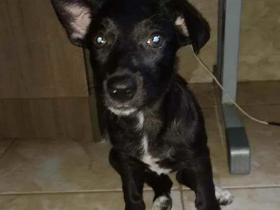 Cachorro raça sem raça definida idade 2 a 6 meses nome sem nome ainda