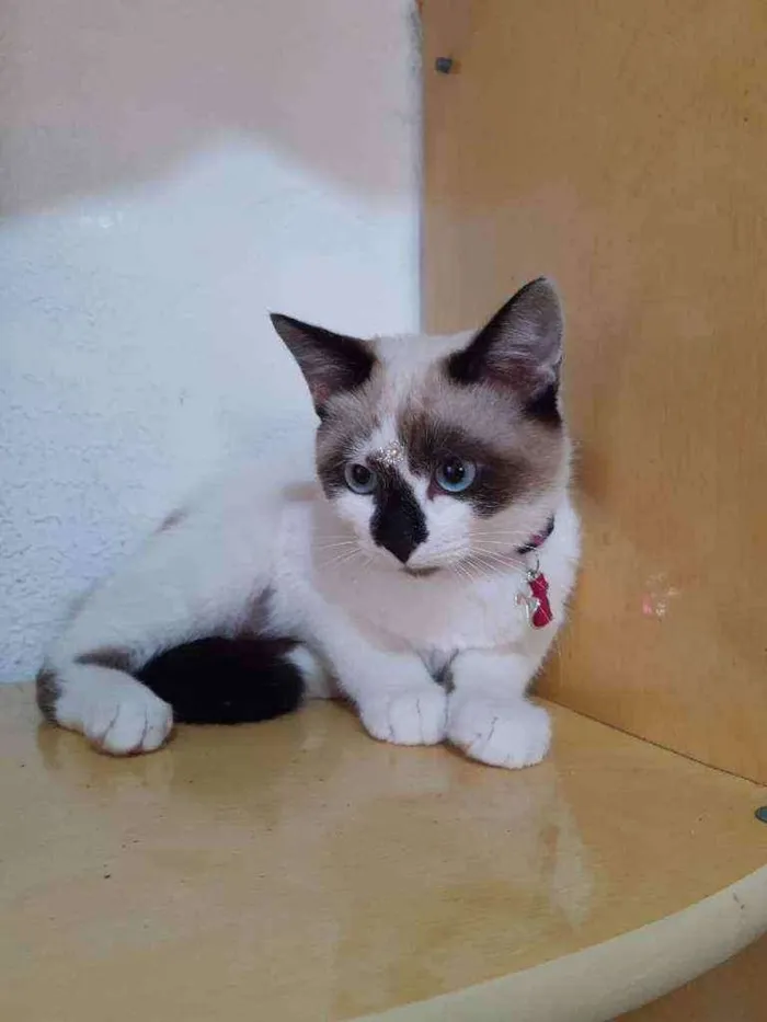 Gato raça SRD  idade 2 a 6 meses nome Sandy 