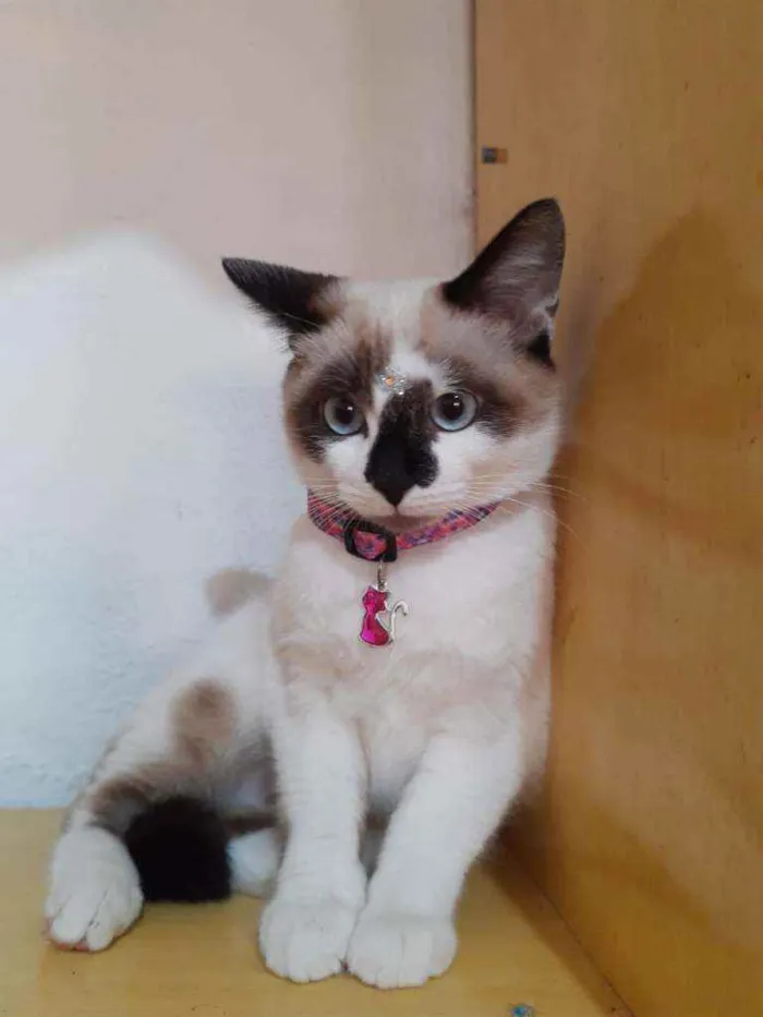 Gato raça SRD  idade 2 a 6 meses nome Sandy 