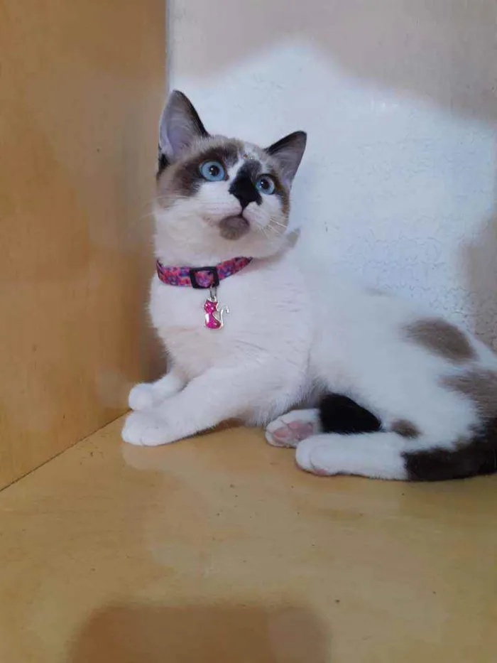 Gato raça SRD  idade 2 a 6 meses nome Sandy 