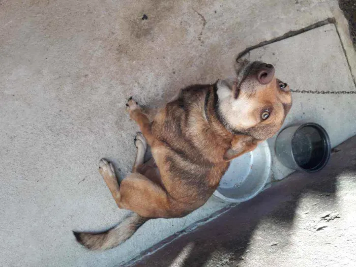 Cachorro raça Vira-lata  idade 2 a 6 meses nome Mel 