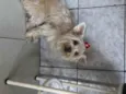 Lola