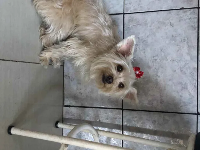 Cachorro raça Yorkshire  idade 2 anos nome Lola