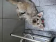 Lola