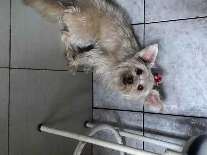Cachorro raça Yorkshire  idade 2 anos nome Lola