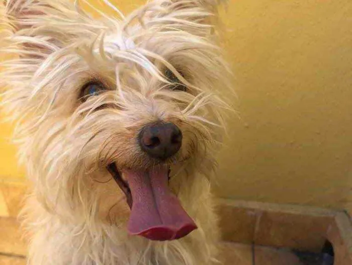 Cachorro raça Yorkshire  idade 2 anos nome Lola