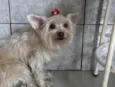 Lola