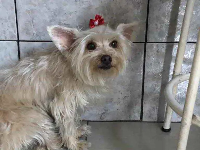 Cachorro raça Yorkshire  idade 2 anos nome Lola