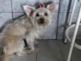 Lola