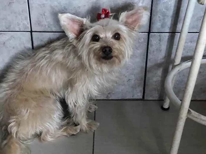 Cachorro raça Yorkshire  idade 2 anos nome Lola