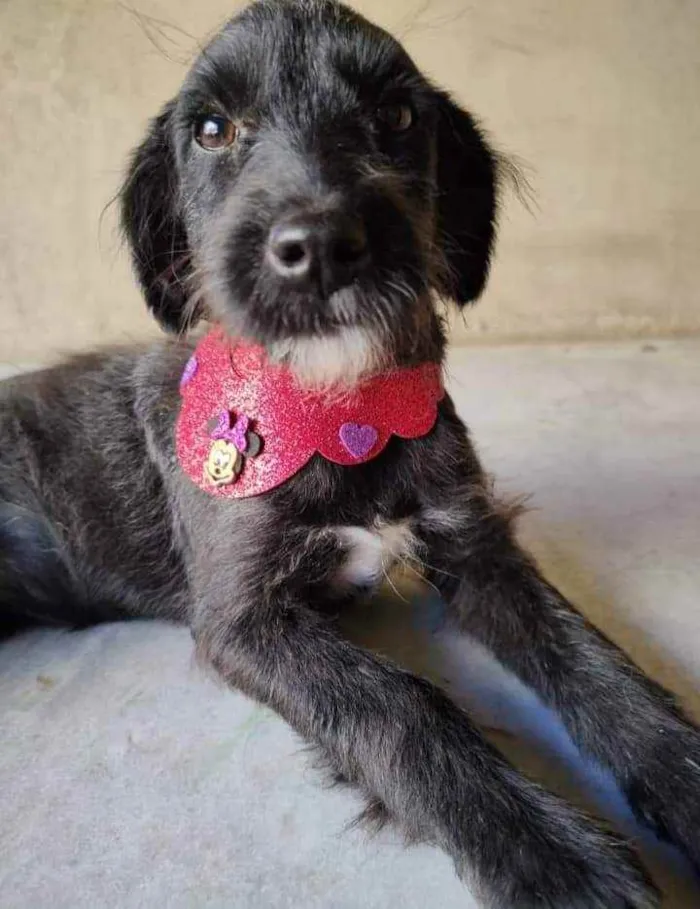 Cachorro ra a SRD idade 2 a 6 meses nome Fênix 
