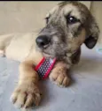 Apolo